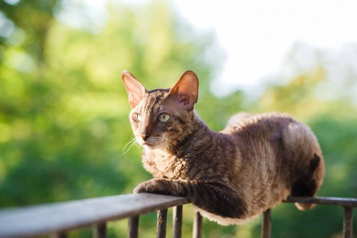 猫と暮らせる『ペット可物件』で起こりうるトラブル5つ　注意すべきことや対策方法もご紹介