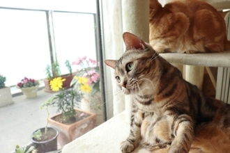 猫は『自分の可愛さをわかっている』と感じる瞬間3選　思わず魅了されてしまうあざとい仕草とは