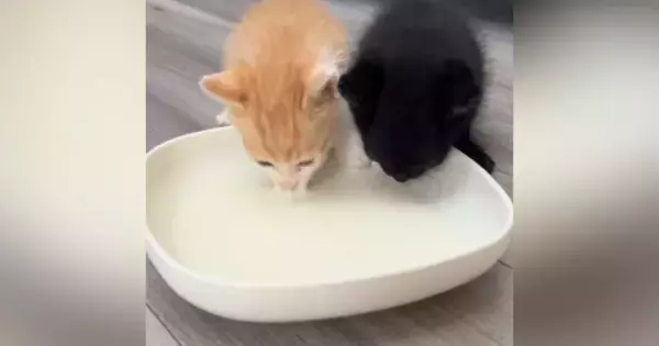 2匹の保護子猫が初めて家に来た日→『ミルク』をあげると…『尊い光景』に癒される人が続出「真っ白だねｗ」「すくすく育ってね」