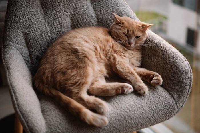 猫の『しっぽ』に表れる5つの心理　気持ちを読み解くコツから上手な接し方まで
