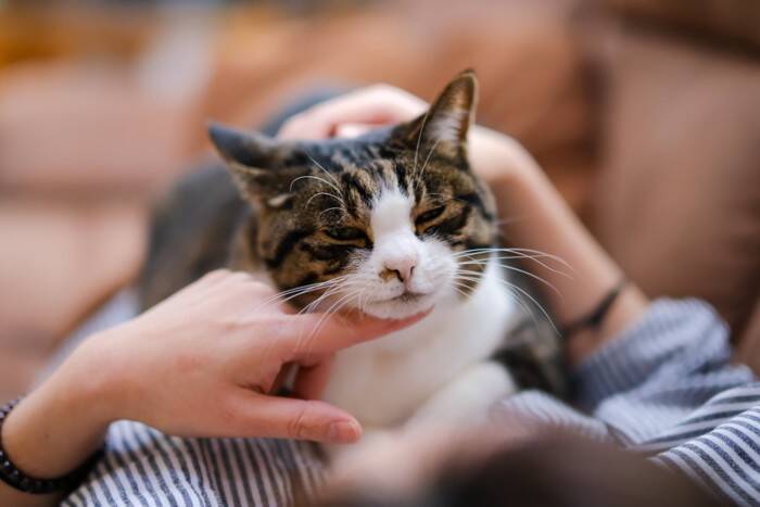 猫の『しっぽ』に表れる5つの心理　気持ちを読み解くコツから上手な接し方まで