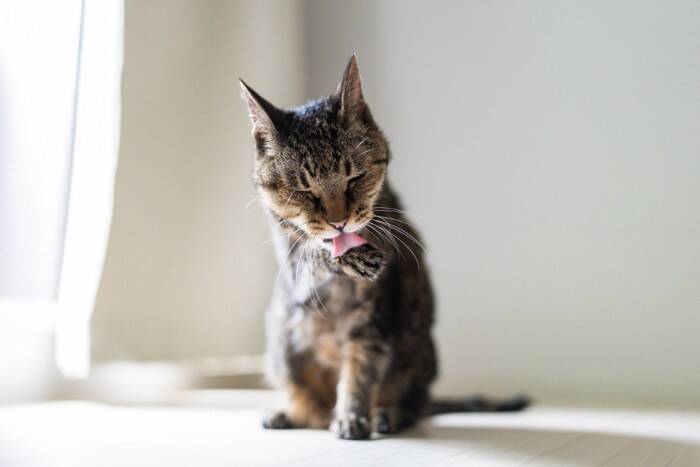 猫があなたに『依存してしまっている』ときの原因4つ　放置してはいけない理由や適切な接し方