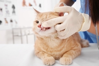猫の『歯磨き』を怠ったときのリスク5選　病気につながる可能性から習慣化のコツまで