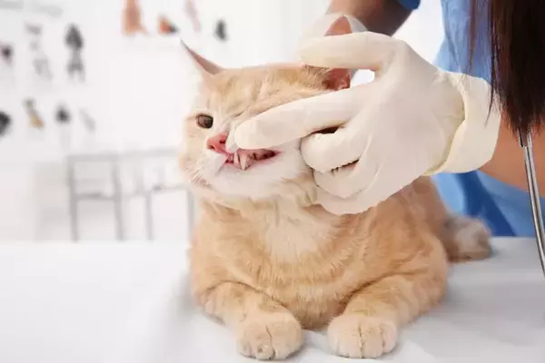 猫の『歯磨き』を怠ったときのリスク5選　病気につながる可能性から習慣化のコツまで