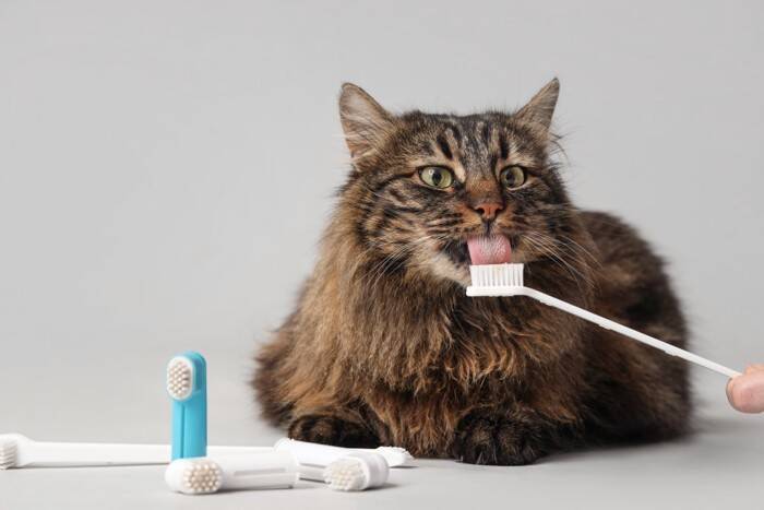 猫の『歯磨き』を怠ったときのリスク5選　病気につながる可能性から習慣化のコツまで