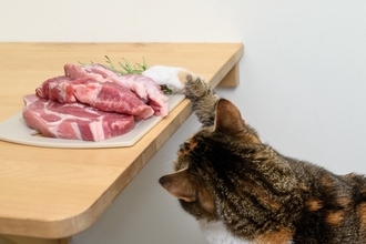 猫を危険な目にあわせる『やりっぱなし行為』4選　事故やトラブルの可能性から対策方法まで
