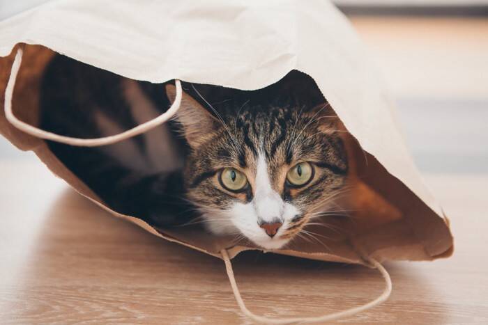 猫を不幸にさせる『飼い主のダメ行動』4選　無意識に嫌われてしまうかも？すぐに改善すべき理由まで