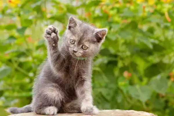 猫が『片手をあげている』5つのワケ　トラブルが潜んでいる場合も？