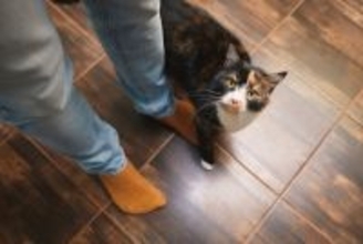 猫が飼い主さんの『足を踏む』ときの4つのワケ　わざとやっているの…？