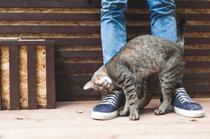 猫が飼い主さんの『足を踏む』ときの4つのワケ　わざとやっているの…？