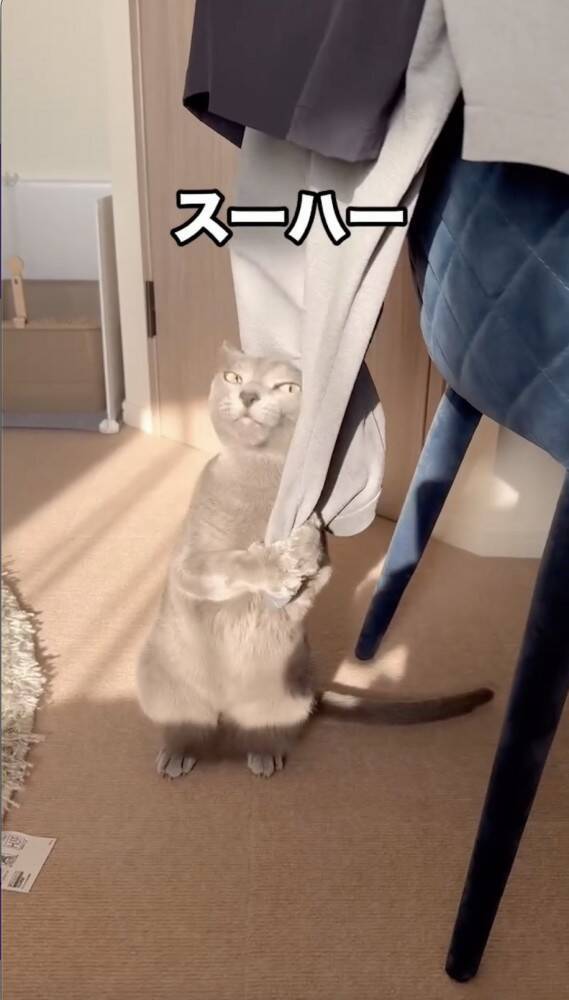 ねっこぱぱ様 （???パパ猫さんはトルコから来ました 