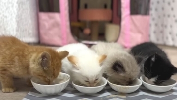 ひとりぼっちだった子猫が、素敵な『出会い』を経て…すっかり兄弟の一員になった姿が尊いと18万再生「個性があって可愛い」「幸せそう」