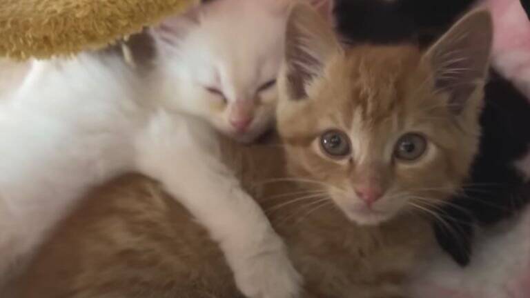ひとりぼっちだった子猫が、素敵な『出会い』を経て…すっかり兄弟の一員になった姿が尊いと18万再生「個性があって可愛い」「幸せそう」