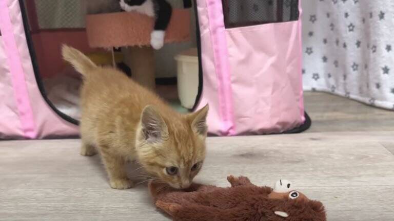 ひとりぼっちだった子猫が、素敵な『出会い』を経て…すっかり兄弟の一員になった姿が尊いと18万再生「個性があって可愛い」「幸せそう」