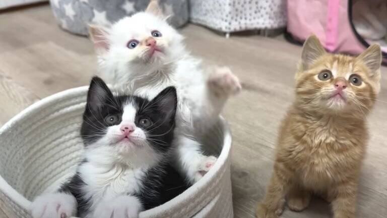 ひとりぼっちだった子猫が、素敵な『出会い』を経て…すっかり兄弟の一員になった姿が尊いと18万再生「個性があって可愛い」「幸せそう」