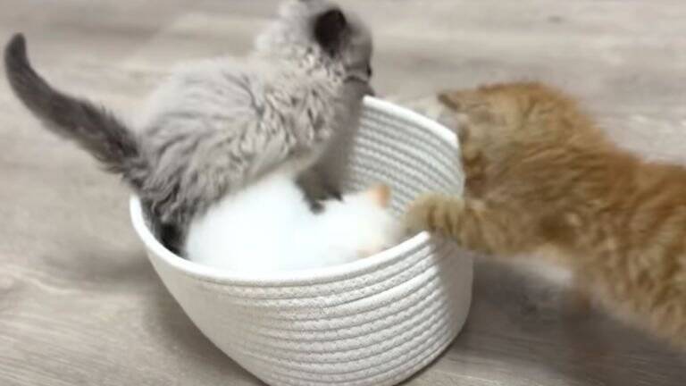 ひとりぼっちだった子猫が、素敵な『出会い』を経て…すっかり兄弟の一員になった姿が尊いと18万再生「個性があって可愛い」「幸せそう」