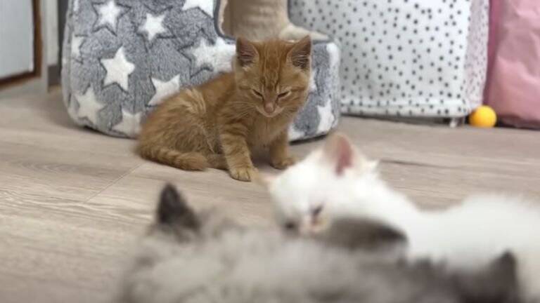ひとりぼっちだった子猫が、素敵な『出会い』を経て…すっかり兄弟の一員になった姿が尊いと18万再生「個性があって可愛い」「幸せそう」