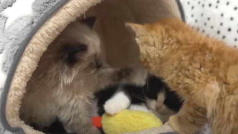 ひとりぼっちだった子猫が、素敵な『出会い』を経て…すっかり兄弟の一員になった姿が尊いと18万再生「個性があって可愛い」「幸せそう」