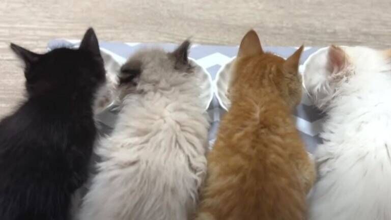 ひとりぼっちだった子猫が、素敵な『出会い』を経て…すっかり兄弟の一員になった姿が尊いと18万再生「個性があって可愛い」「幸せそう」