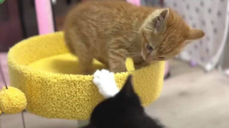 ひとりぼっちだった子猫が、素敵な『出会い』を経て…すっかり兄弟の一員になった姿が尊いと18万再生「個性があって可愛い」「幸せそう」