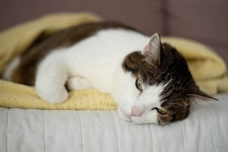 『治療にお金がかかる』猫の病気4選　安心して治療を受けるためのお金対策も