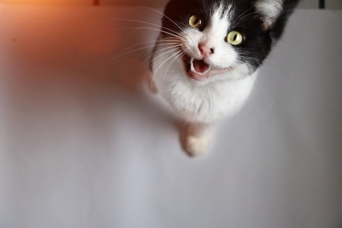 猫への『愛情が報われた』と感じる瞬間4選　飼い主が喜びを噛みしめる愛猫の行動とは