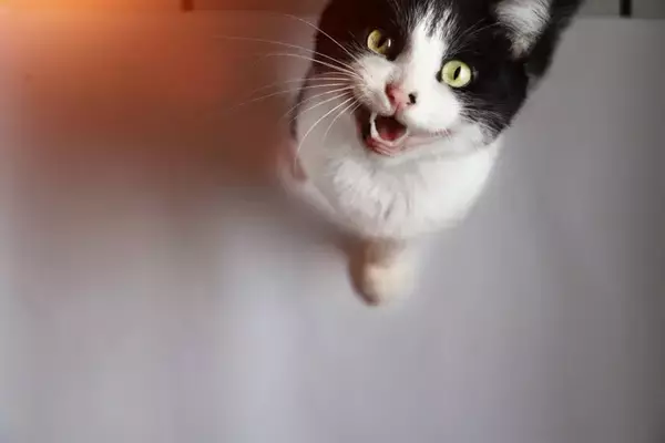 猫への『愛情が報われた』と感じる瞬間4選　飼い主が喜びを噛みしめる愛猫の行動とは