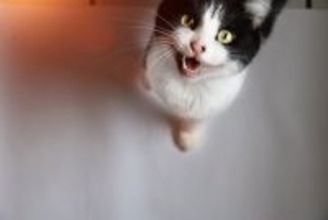 猫への『愛情が報われた』と感じる瞬間4選　飼い主が喜びを噛みしめる愛猫の行動とは