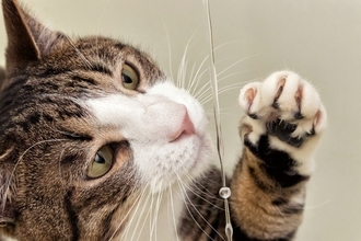 猫が『蛇口から出る水』に興味を示す理由3つ　流れている水の方が好きなの？