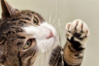 猫が『蛇口から出る水』に興味を示す理由3つ　流れている水の方が好きなの？