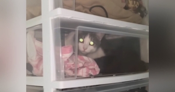 収納棚から『ガサガサ』聞こえると思ったら…まるで忍者のような『驚きの入り方をする猫』が308万再生「やっぱり液体なんだｗ」「天才だ」