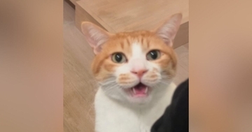 『ママと一緒に寝たい猫』→夜になると……とんでもなく尊い『アピールの様子』が42万再生「鳴き声が最強ｗ」「最優先で一緒に寝ちゃう」