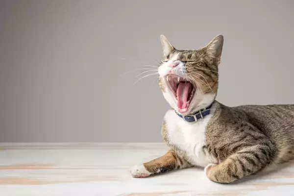 猫が『異臭を放っている』ときの理由6つ　疑われる病気から適切な対処法まで解説