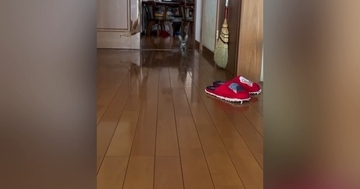 飼い主が帰宅すると、廊下の奥から『小さな子猫』が…たまらなく可愛い『お出迎え』に１万いいね「小走りなの嬉しすぎる」「最高のごほうび」