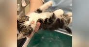 『保護した子猫』を動物病院に連れて行ったら…思わず笑顔になる『可愛すぎる光景』が344万再生「まぶされちゃったねぇｗ」「いい先生」