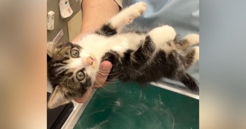 『保護した子猫』を動物病院に連れて行ったら…思わず笑顔になる『可愛すぎる光景』が344万再生「まぶされちゃったねぇｗ」「いい先生」