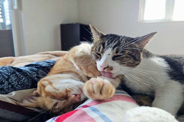 猫を多頭飼いするとき『猫の年齢差』は考慮すべき？　相性の傾向や性別による違いも解説