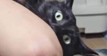 お父さんから『猫吸い』をされる黒猫→格好が…爆笑必至の『とんでもない光景』が61万再生「もっと怒っていいｗ」「なんちゅう格好ｗ」