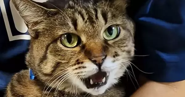 お母さんに『足を拭かれるキジトラ猫』…想像以上に『文句が止まらない光景』が58万再生「ずっと言ってるｗ」「最高にかわいいｗ」と爆笑