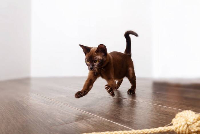 猫が急に『全力で走り出す』ときの理由5つ　どんな意味があるの？思わぬ事故を防ぐ対処法も