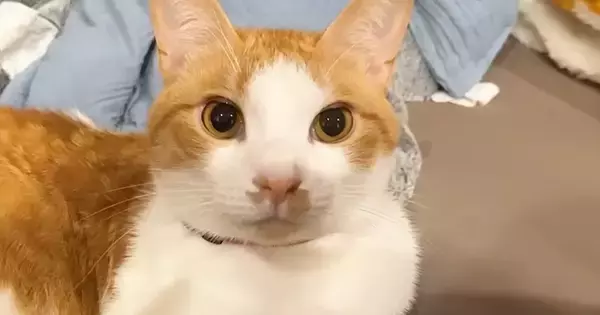 くつろいでいた猫、飼い主が隣に座ると…可愛らしい『おしゃべりの様子』が17万再生「何言ってるか気になる」「言葉を理解してそう」