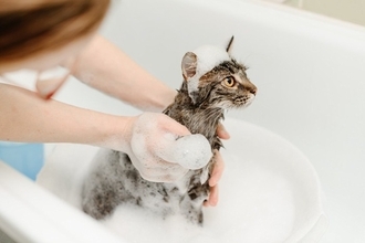 猫の『シャンプー』が必要になるケース4つ　洗うときの手順や嫌がる場合の対処法も