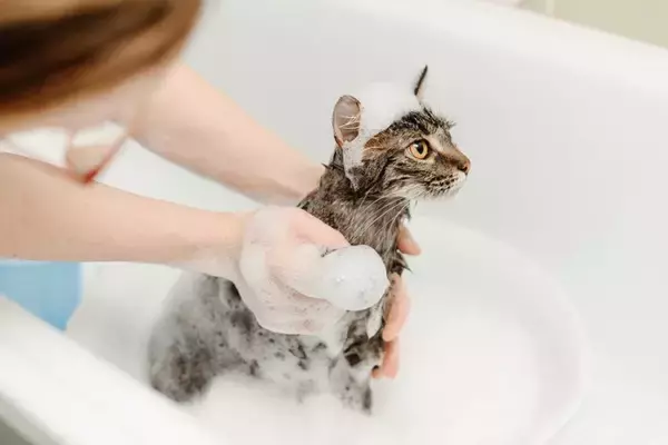 猫の『シャンプー』が必要になるケース4つ　洗うときの手順や嫌がる場合の対処法も