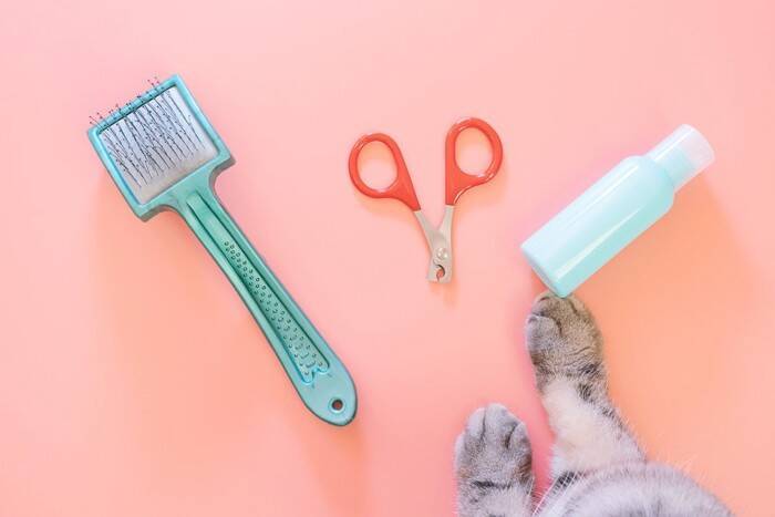 猫の『シャンプー』が必要になるケース4つ　洗うときの手順や嫌がる場合の対処法も