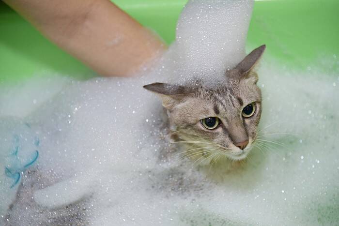 猫の『シャンプー』が必要になるケース4つ　洗うときの手順や嫌がる場合の対処法も