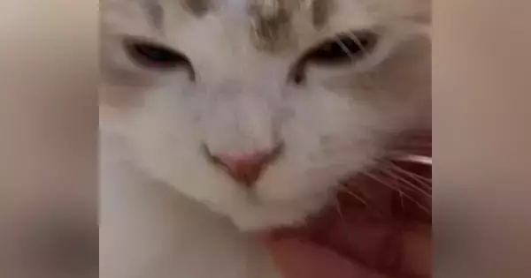 気持ちよさそうに撫でられていた猫→突然、『表情が変化』して…笑ってしまう光景が14万再生「ご満悦そうなのにｗ」「あるあるだよねｗ」