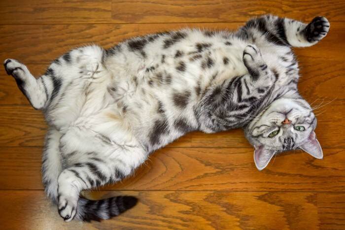 猫の『お腹の柄』に関する３つの知識　なぜ白い毛の子が多いの？隠されている意味とは