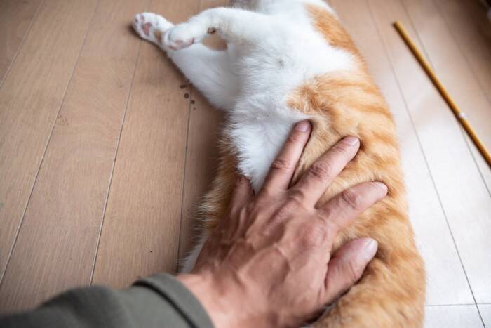 猫の『お腹の柄』に関する３つの知識　なぜ白い毛の子が多いの？隠されている意味とは