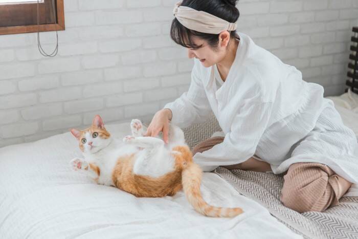 猫の『お腹の柄』に関する３つの知識　なぜ白い毛の子が多いの？隠されている意味とは