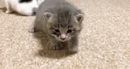 保護された赤ちゃん猫→よちよち歩きで近づいてくると…涙が出るほど『尊い光景』が45万再生「健気で可愛くて泣けてくる」「癒されまくった」